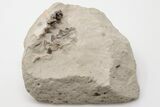 Fossil Oligocene Canid (Hesperocyon) Jaws in Situ - Wyoming #197357-1
